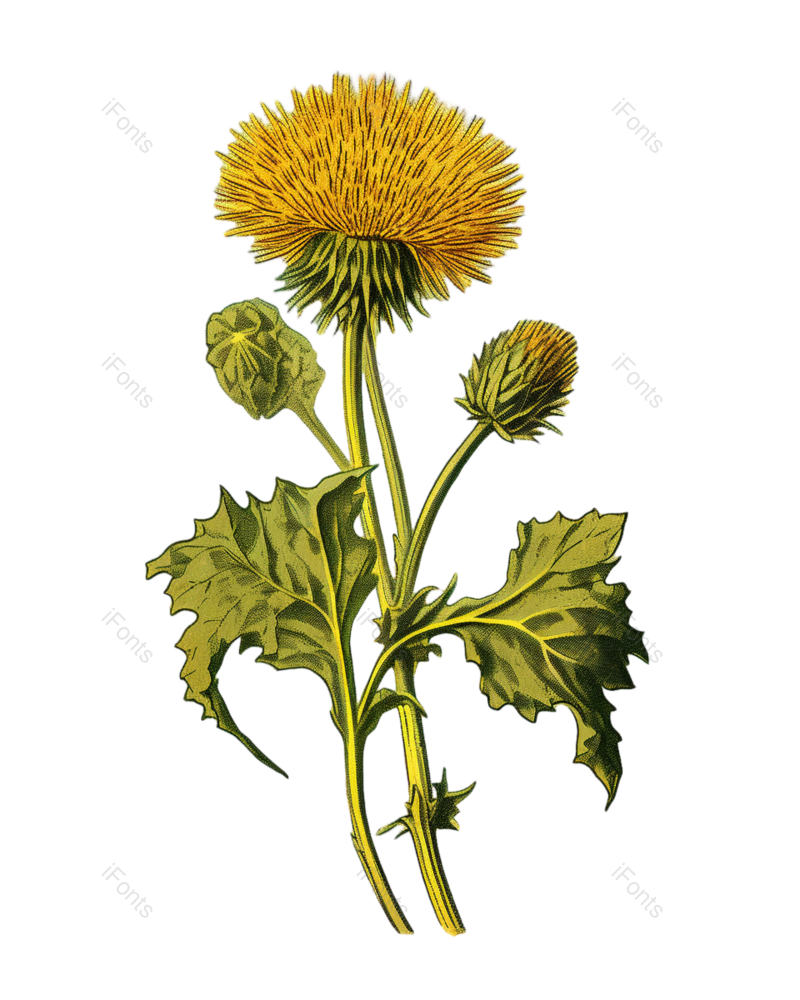 花卉图片,花草元素,植物PNG,免抠素材